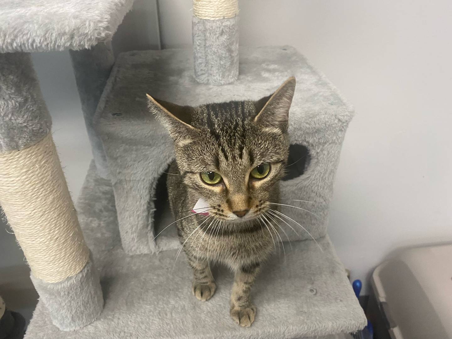 Lela is a 2-year-old brown tabby. She is kindhearted and loving. Lela is affectionate and enjoys neck scratches. For more information on Lela, contact Forepaws at megan@forepawspets.com. Visit https://www.forepawspets.com/