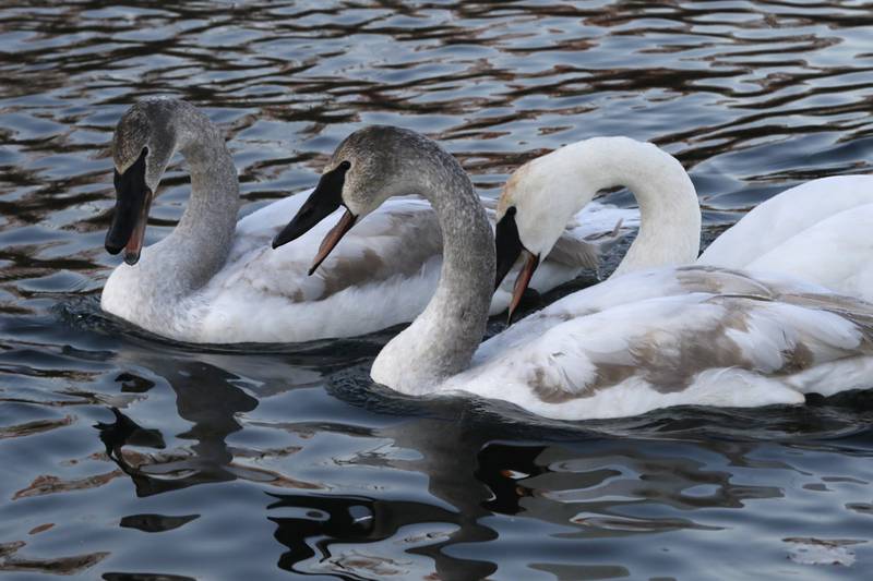 Trumpeter swans gather on Monday, Dec. 2, 2024, at Somerset Manor near Harvard. In 1985, Henri Giugni and his wife, June, brought in four pairs of native trumpeter swans and now up to 100 trumpeter swans return every winter to their Harvard-area property.