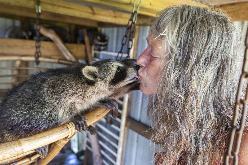 Jane Hochstatter rescues and raises the raccoons until they are fit to return to the wild. Here she gets affection Thursday, June 26, 2025, from one of her friends.