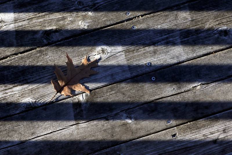 An oak leaf on the observation deck at the McHenry County Conservation District's Elizabeth Lake Nature Preserve Varga Archeological Site on Wednesday, March 6, 2024, The wetland area near Richmond along the Wisconsin Board is  composed of every stage of wetland. The area also a habitat for  29 species of native fish, 200 species of plant life, 55 species of birds, 15-20 butterfly species, and 20 state threatened and endangered species