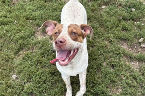 Don’t have a rabies tag for your pet?  Get ready to pay fines in Kendall County