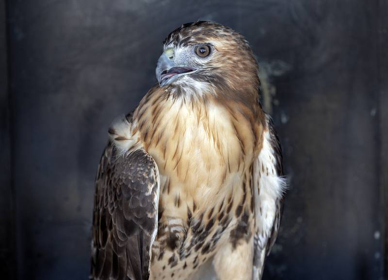 Tessa, a female Red-tailed Hawk, is seen Saturday, Sept. 21, 2024, at Nachusa Grasslands. The Northern Illinois Raptor Rehab and Education center brought in a few of their rescue birds for education for Autumn on the Prairie.