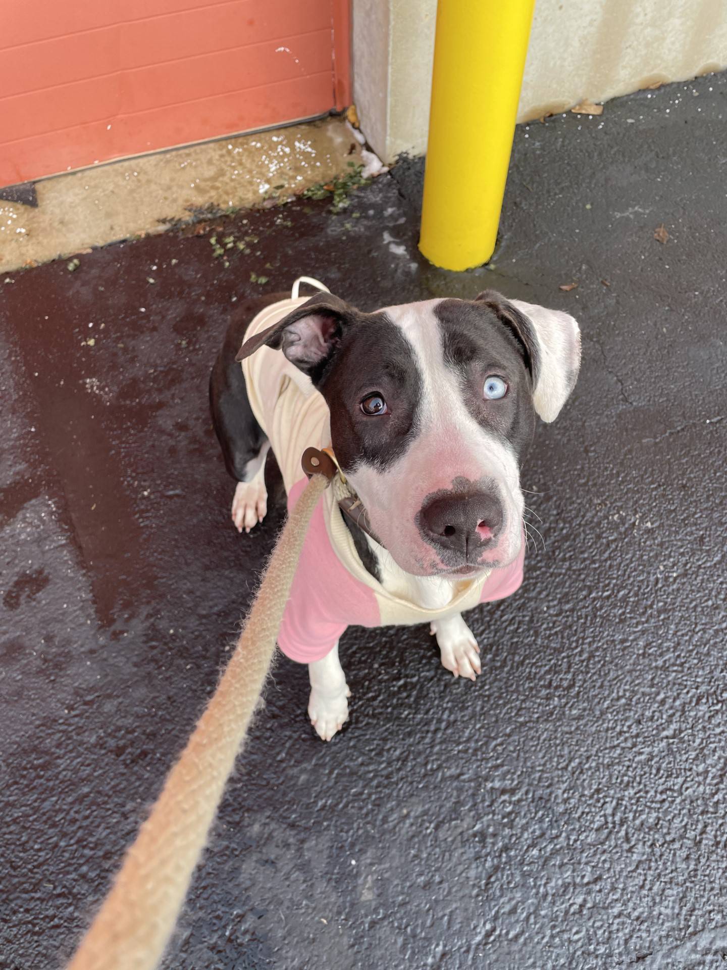 Ella is a 2-year-old terrier with a sad backstory. She was living outside for several weeks during the freezing temperatures before a kind person rescued her. She is initially shy but is starting to come out of her shell. She does well with other dogs and children. To meet Ella, email Dogadoption@nawsus.org. Visit nawsus.org.