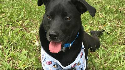 Playful puppy ready to bring fun into forever family’s life