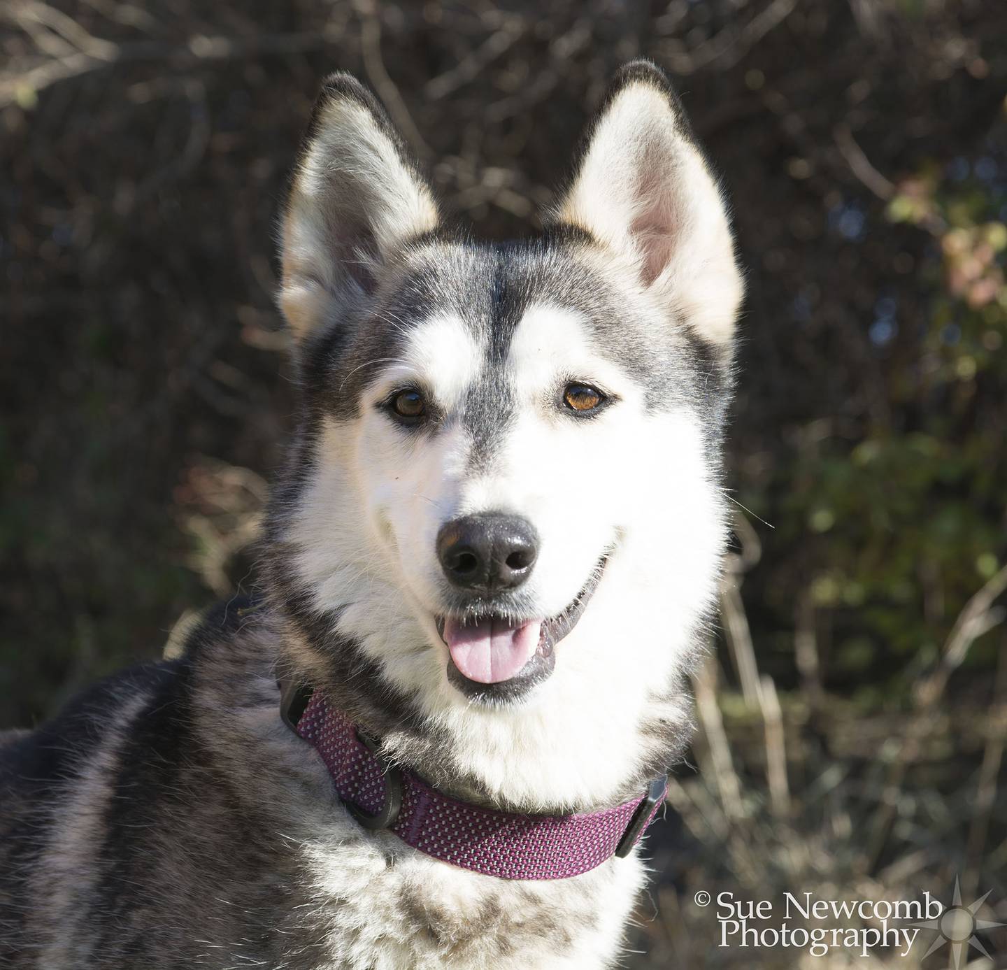 Tessa is a 2-year-old husky. She is sweet, smart, and gets along with her kennel mates. She will need an active family to keep up with her. Contact the Will County Humane Society at willcountyhumane.com and follow the instructions for the adoption process.