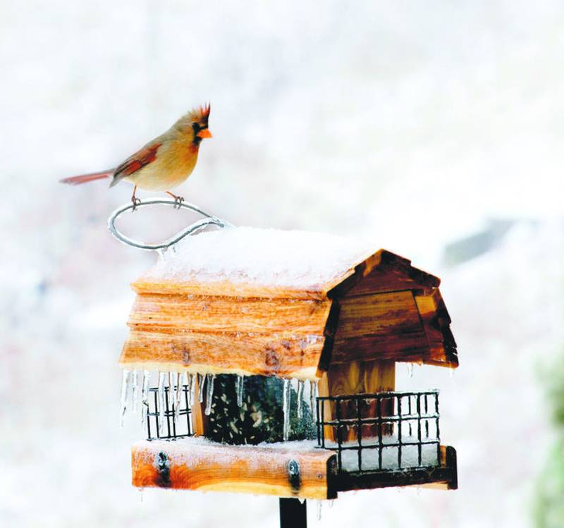 Feeding birds in winter