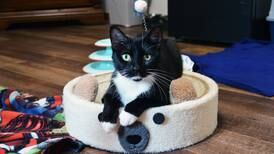 Project Humane Polo still focused on helping city’s stray and feral cats