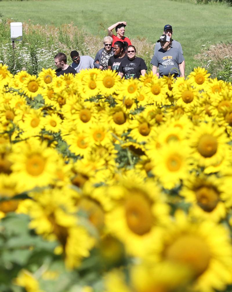 Photos Sunflowers at Shabbona Lake State Recreation Area at peak bloom