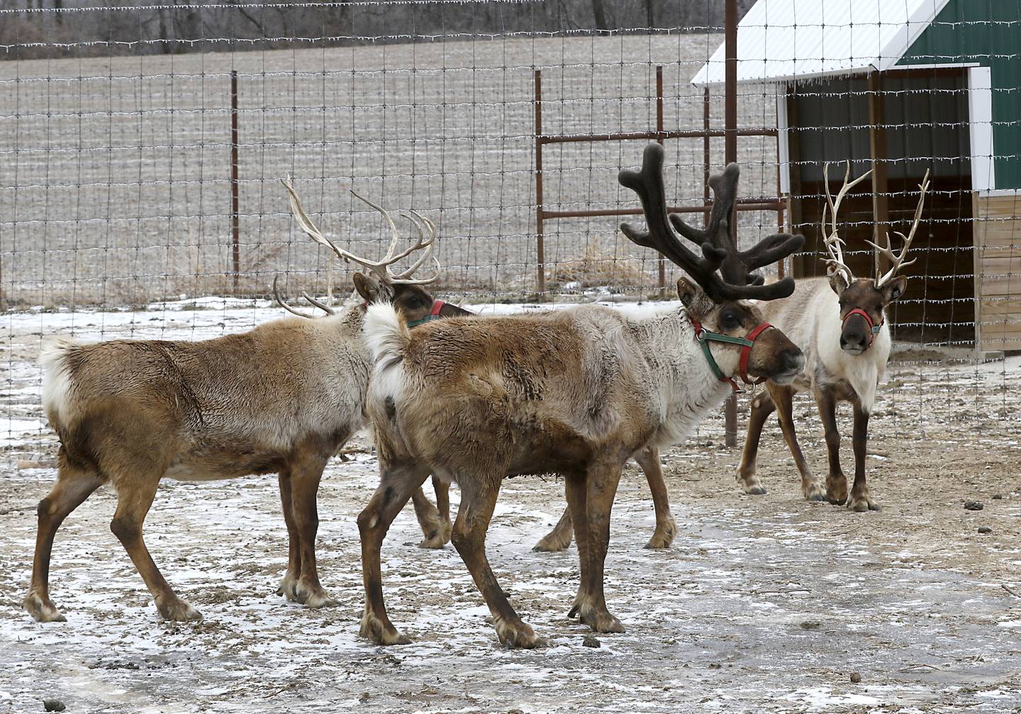 Some of reindeer at Corey Hancock, of Zoo to You, on Wednesday, Feb. 23, 2022, at his farm near Huntley. He is working on starting Wild Heart Adventure, a zoo, campground, and wedding venue at a location near Woodstock.