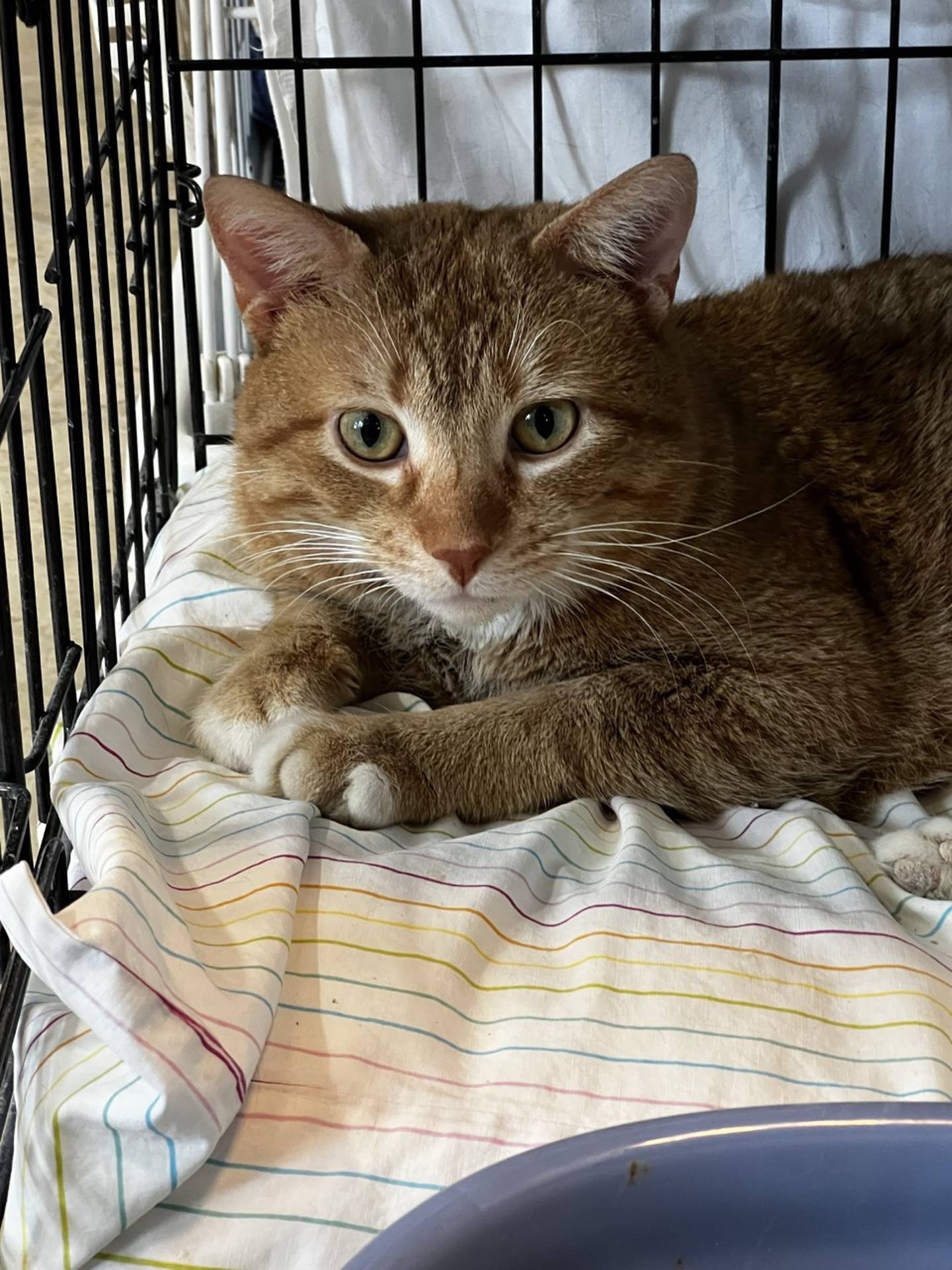 Funyun is 2-year-old tabby that was found as a stray. He is outgoing, curious, playful and friendly.  He loves attention and will immediately greet new visitors looking for love. He is FIV-positive and must be the only cat in a home, live with other FIV positive cats or possibly live with other non-aggressive cats.  To meet Funyun, email Catadoptions@nawsus.org. Visit nawsus.org.