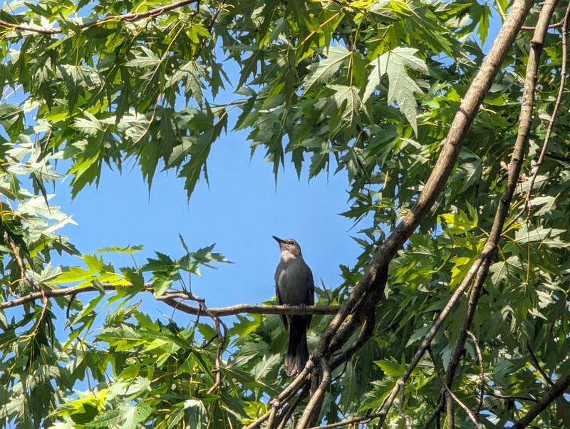Perched in a silver maple, a male catbird pauses in between long phrases of song.
