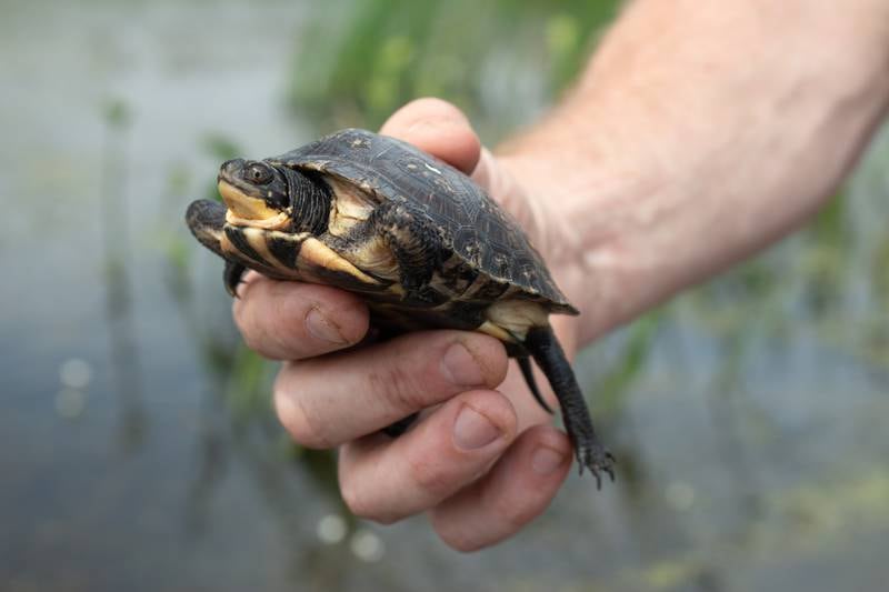 The Lake County Forest Preserves earned the George B. Rabb Force of Nature Award for 2023 celebrating the Chiwaukee Prairie–Illinois Beach Lake Plain Partnership, a regional collaborative project initiated by the Forest Preserves in 2010. The Lake Plain provides habitat for more than 300 animal species, including the Banding's turtle.