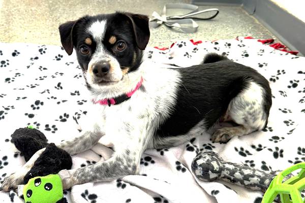 Don’t let the puppy face fool you; this playful dog is just fun-sized