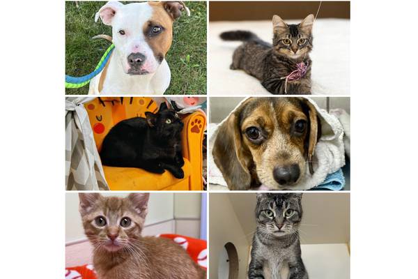 Will County Pets of the Week: Oct. 27, 2025