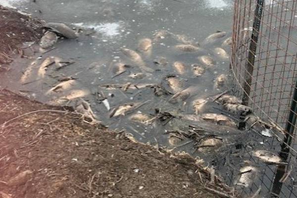 Why were scores of fish found dead in a McHenry County Conservation District preserve?