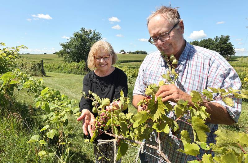 Waterman Winery & Vineyards owners Alexa (left) and Terrie Tuntland show off some or the grapes Friday, July 29, 2022, in the vineyard on their farm in Waterman. The winery is celebrating its 20th anniversary this year.