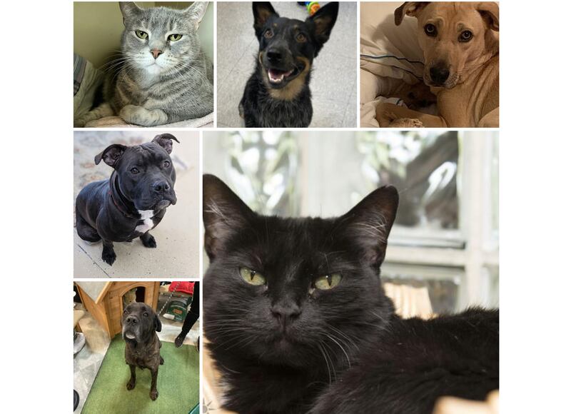The Herald-News presents this week’s Pets of the Week. Read the description of each pet to find out about that pet, including where he or she can be adopted.