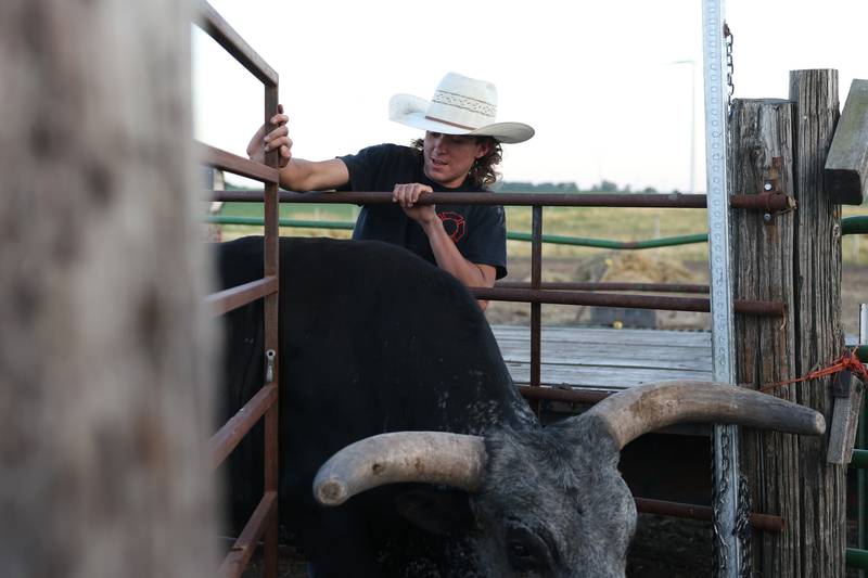 Dominic Dubberstine-Ellerbrock helps corral the riding bulls. Dominic will be competing in the 2022 National High School Finals Rodeo Bull Riding event on July 17th through the 23rd in Wyoming. Thursday, June 30, 2022 in Grand Ridge.