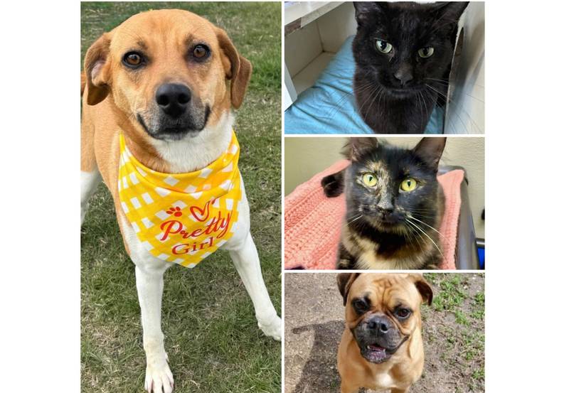 The Herald-News presents this week’s Pets of the Week. Read the description of each pet to find out about it, including where it can be adopted in Will County.