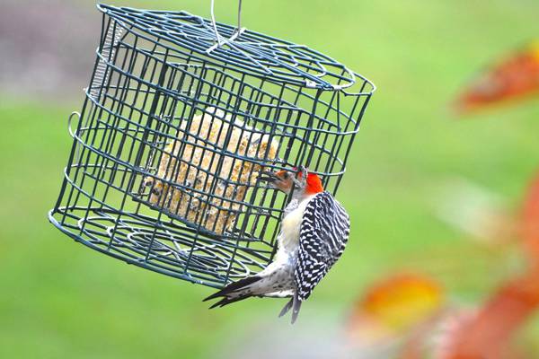 Discover beekeeping and birdwatching at Will County forest preserves 