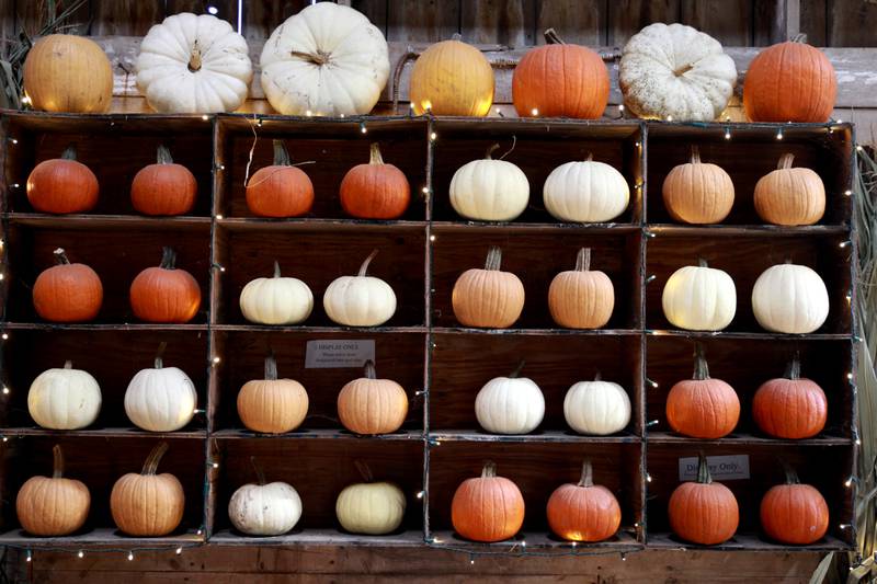 Sugar Grove Pumpkin Farm offers many varieties and sizes of pumpkins and gourds.