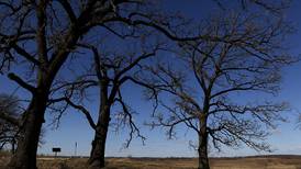 Trees take center stage at next Talk and Tour event