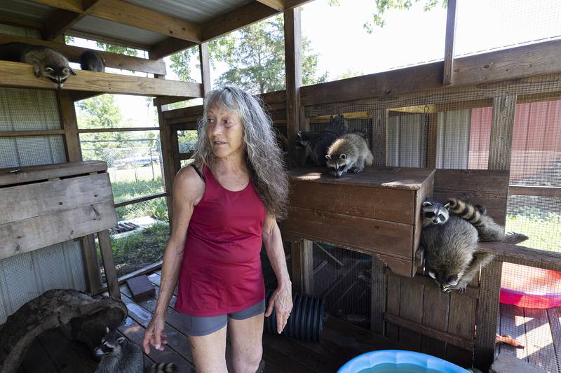 A contractor by trade, Jane Hochstatter built the outdoor enclosures that keep the raccoons safe.