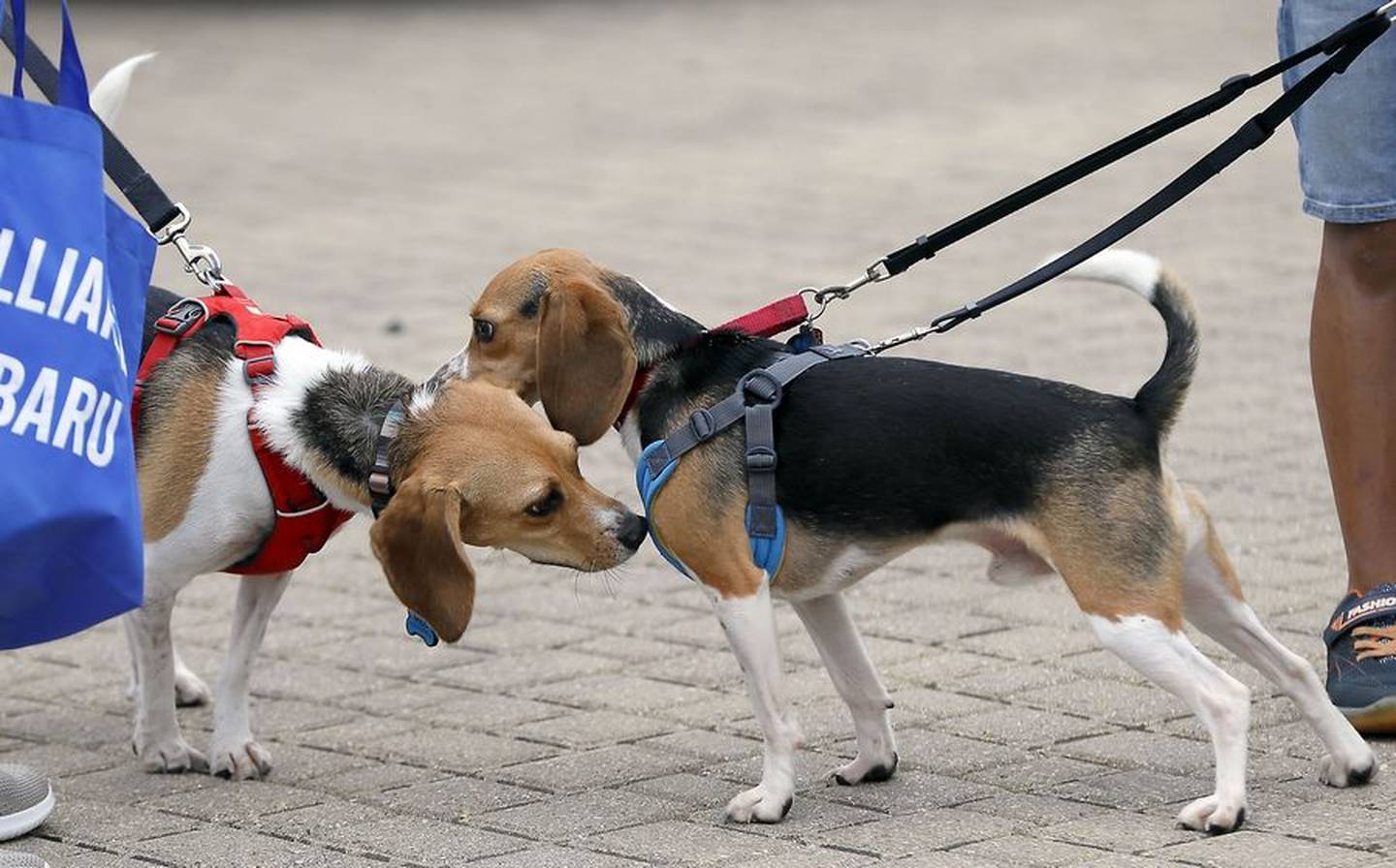 A couple beagles do little sniffing while greeting during a reunion for rescued beagles held by Anderson Humane Saturday at Brilliance Subaru in Elgin.