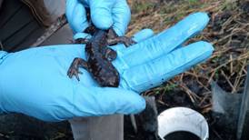 Good Natured in St. Charles: Tiger salamanders make their rare appearance