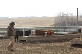Carroll County farmer: Focus on cattle chores, data analysis