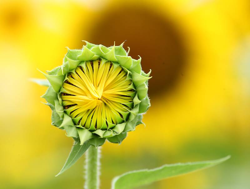 A sunflower begins to open on Monday, July 21, 2025 at Mattiessen State Park near Oglesby.