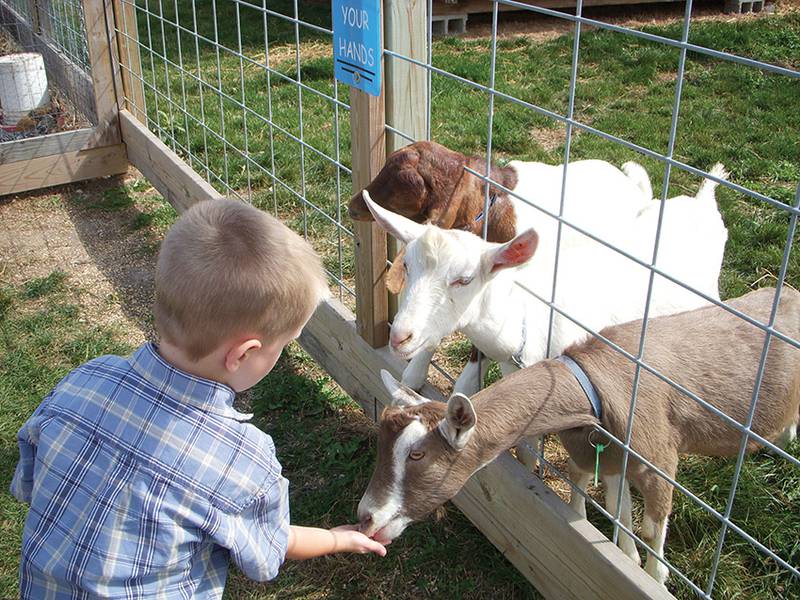 feeding goats