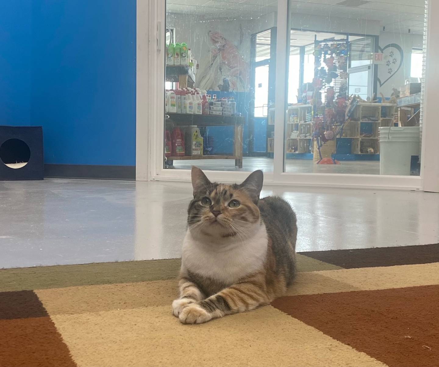 Sirenia is a playful tabby looking for a new home. She is good with other cats and does well with children. To meet Sirenia, contact Forepaws at megan@forepawspets.com. Visit https://www.forepawspets.com/