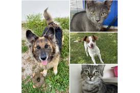 Will County Pets of the Week: July 14, 2025