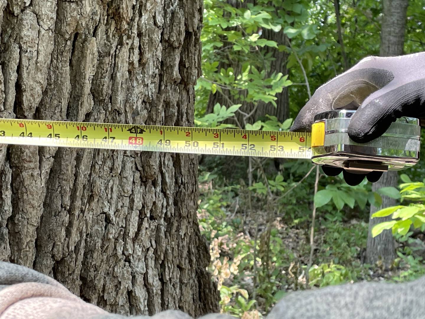 Geneva Township resident Brian Maher shows the girth of an old-growth burr oak in jeopardy of being cut down.