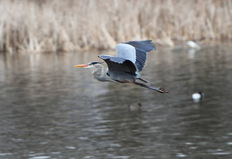 A great blue heron flies above the water between Fulton and Thomson.