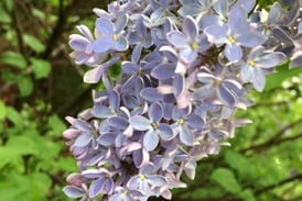 Lombard Garden Club to hold Lilac Village sale on May 8