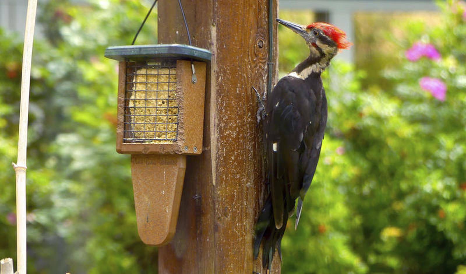 Woodpecker damage? Try scare tactics, redirection Shaw Local