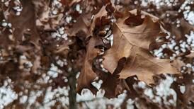 Good Natured in St. Charles: Leafy natural phenomenon inspires wordplay