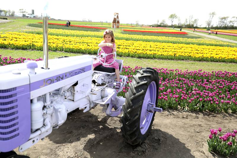 Evelyn Cisper, 5, of Elburn pretends to drive a purple tractor during the Midwest Tulip Festival at Kuipers Family Farm in Maple Park on Friday, April 28, 2023.