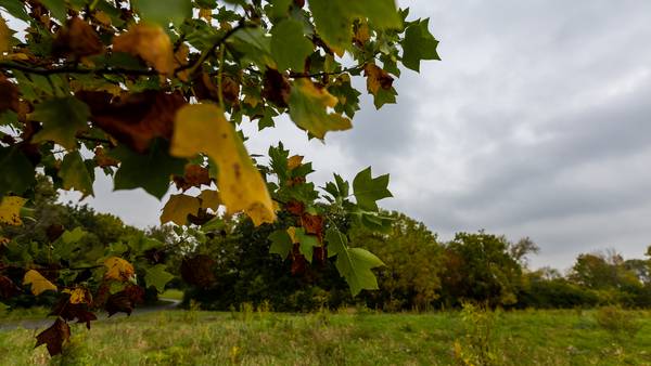 Water trees wisely now to be better prepared for winter conditions