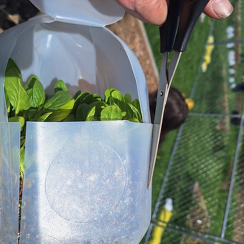 The University of Illinois Extension has announced that its Four Seasons Gardening webinar series will begin on Feb. 11, 2025, with two new winter sessions. The sessions will explore ways to sow annual flowers using empty plastic jugs and spring tips for boosting tree health.