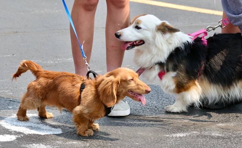 Greenfield Retirement Home in Princeton hosted a Paws on Park Avenue to entertain its residents on Saturday, May 31.