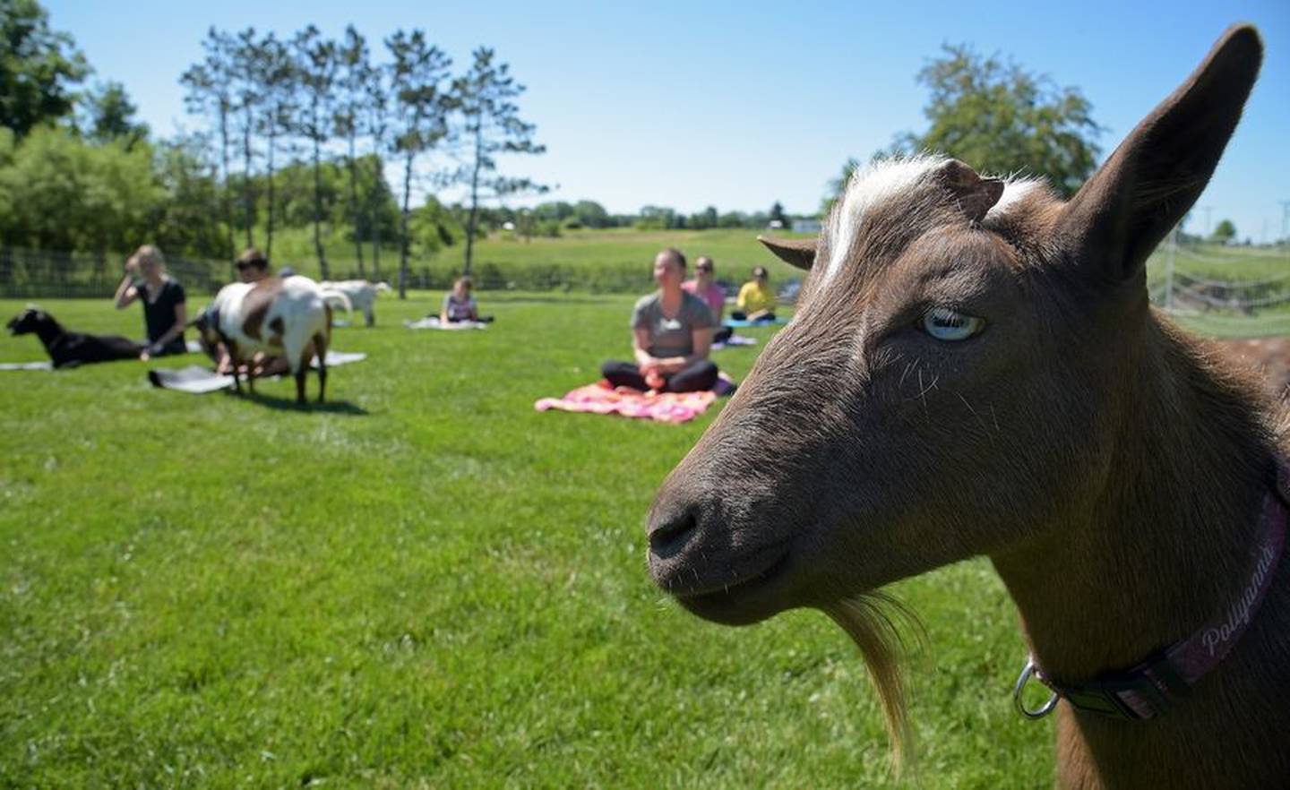 KB, named for Kris Bryant, strikes a pose during a Goat Yoga Chicago class at Reverse the Kerrs Farm in Elgin.