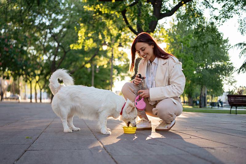 All Creatures Great & Small - Protect Your Pet From Hot Pavement, Summer Heat