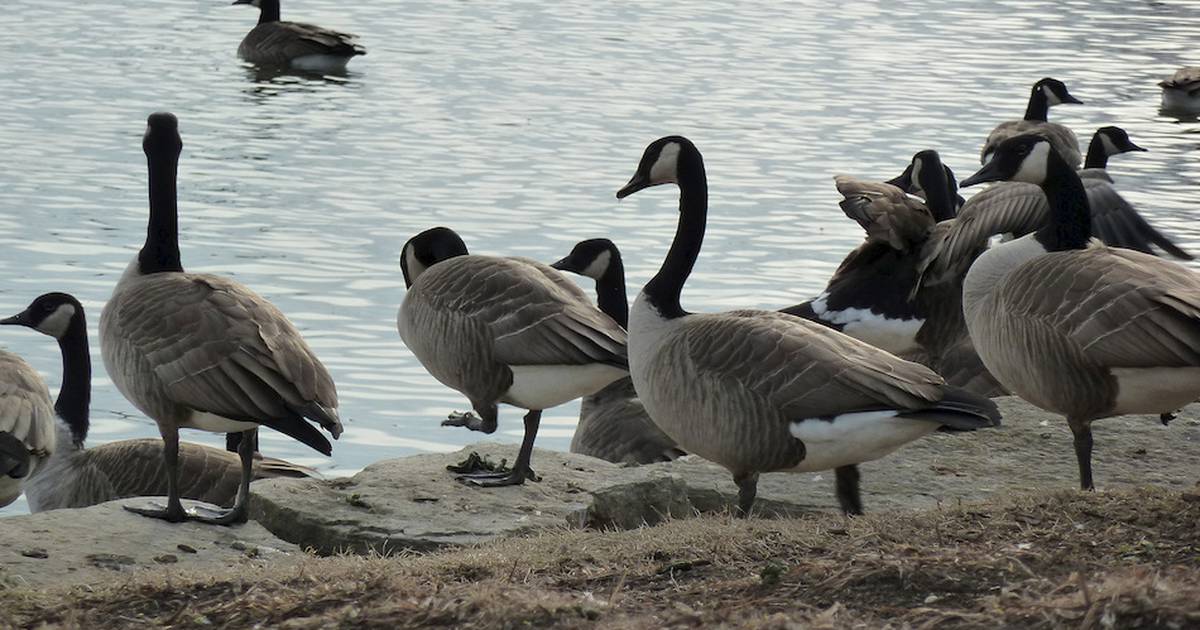 3 Canada geese found in Will County test positive for Avian flu Shaw