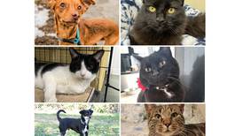 Will County Pets of the Week: March 17, 2025