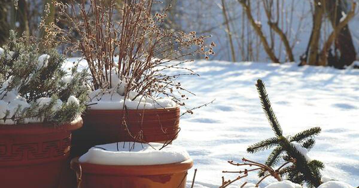 How gardeners can nurture their outdoor potted plants through winter  Shaw  Local