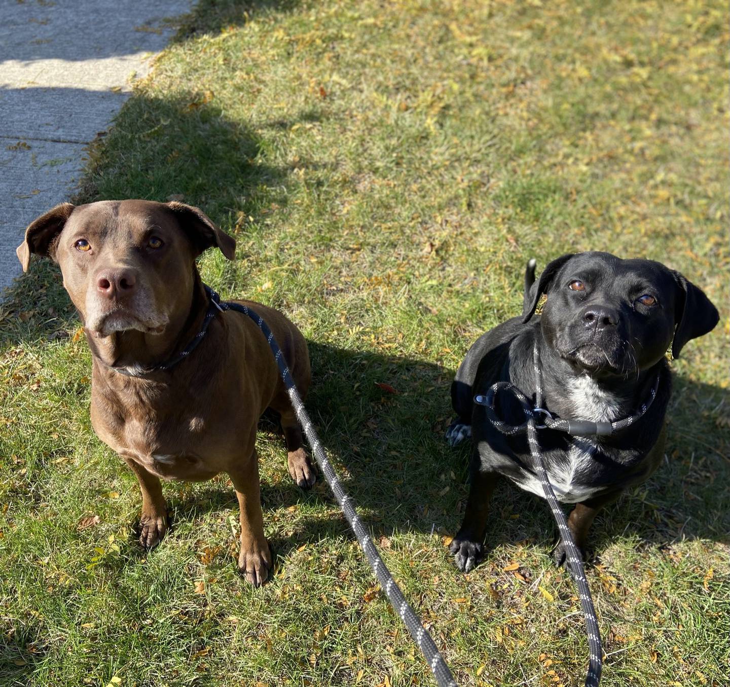 Three-year-old female Lab mix Dulcinea and 5-year-old male Lab mix Wally are a bonded pair that need a home together. They are well-behaved, laid-back dogs that love to go for walks and snuggle together. They are good with children and other dogs. To meet Dulcinea and Wally, email Stacy at stacy@nawsus.org. Visit nawsus.org.