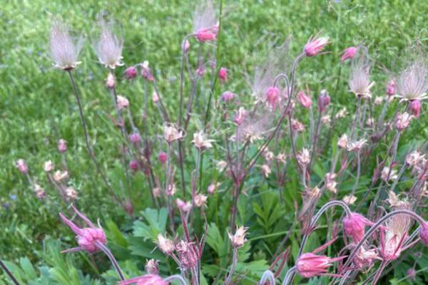 Down the Garden Path: Discover three native groundcovers for dry spaces